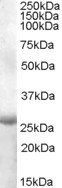 Goat anti-APOBEC2 (aa180 - 190) Antibody