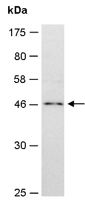 APOBEC3 gamma antibody
