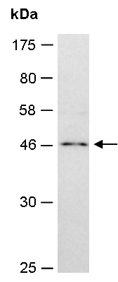 APOBEC3g (N) Antibody, Rabbit Polyclonal
