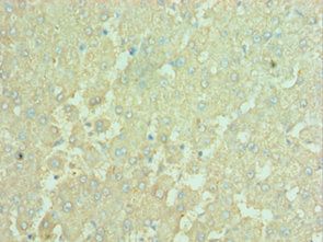APOBEC3C Antibody
