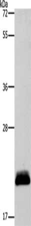 APOBEC3C antibody