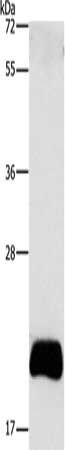 APOBEC3C antibody