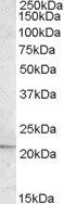 APOBEC3C antibody