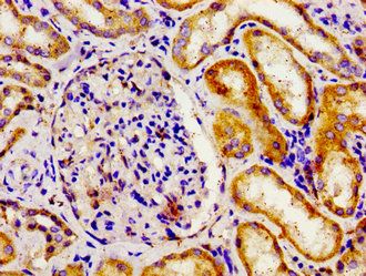 APOBEC3D Antibody