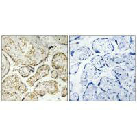 APOBEC3D/APOBEC3F Antibody