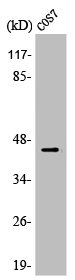 APOBEC3D/APOBEC3F antibody