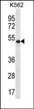 APOBEC3G antibody