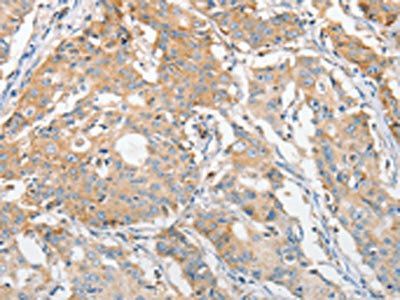 APOBEC3G Antibody