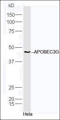 APOBEC3G antibody
