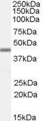 Goat anti-APOBEC3G Antibody