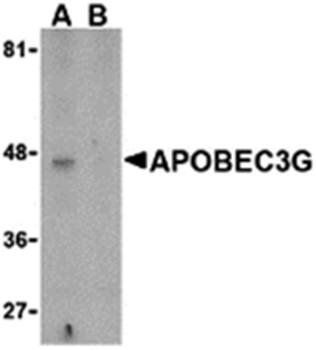 APOBEC3G Antibody