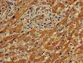 APOBEC4 Antibody