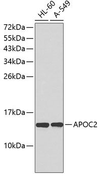 APOC2 antibody