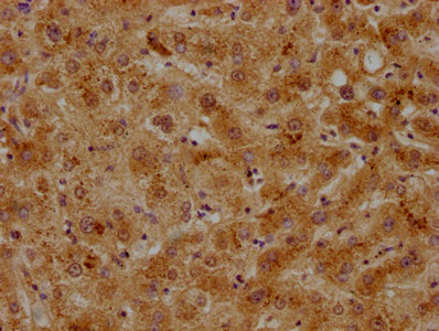 APOC2 Antibody