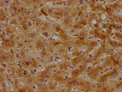 APOC2 antibody