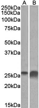 APOD antibody