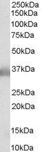 Goat anti-APOE Antibody