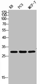 APOF antibody