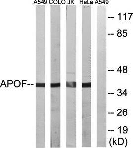 APOF antibody