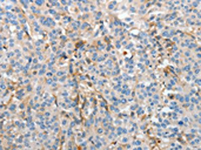 APOH Antibody