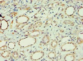 APOL1 Antibody
