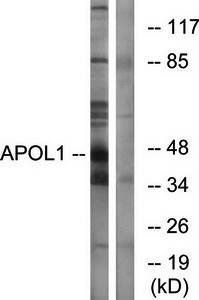 APOL1 antibody
