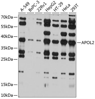 APOL2 antibody