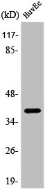 APOL2 Antibody