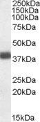Goat anti-APOL2 Antibody