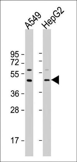 APOL3 antibody