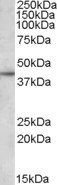 Goat anti-APOL3 Antibody
