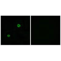 APOL4 antibody