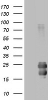 Apolipoprotein A V (APOA5) antibody