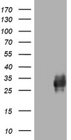 Apolipoprotein A V (APOA5) antibody