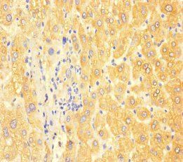 APOC3 Antibody