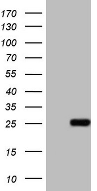 Apolipoprotein E (APOE) antibody