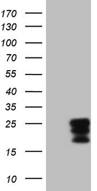 Apolipoprotein H (APOH) antibody