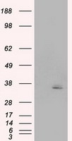 Apolipoprotein M (APOM) antibody