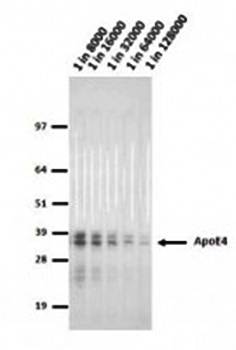 Apolipoprotein E4 antibody
