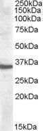 Goat anti-Apolipoprotein F Antibody