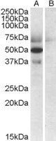 APOL4 antibody