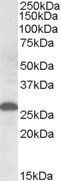 Goat anti-Apolipoprotein M (mouse) Antibody