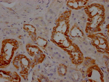 APOM Antibody