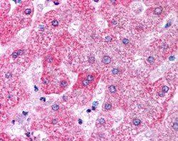 Goat anti-APOM Antibody