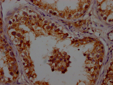 APOO Antibody