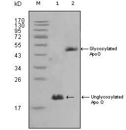 ApoO Antibody