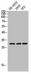 APOOL antibody