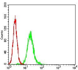 APP Antibody