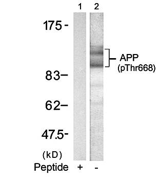 APP (Phospho-Thr668) Antibody