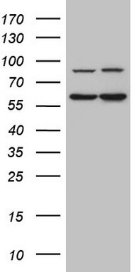 APPBP1 (NAE1) antibody